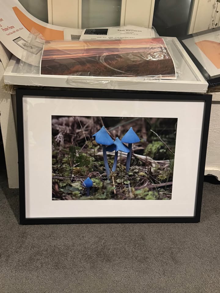 Famous Blue Mushrooms Framed A3