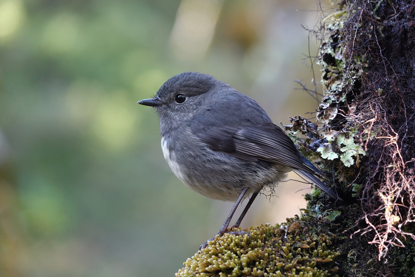 South Island Robin | NZ