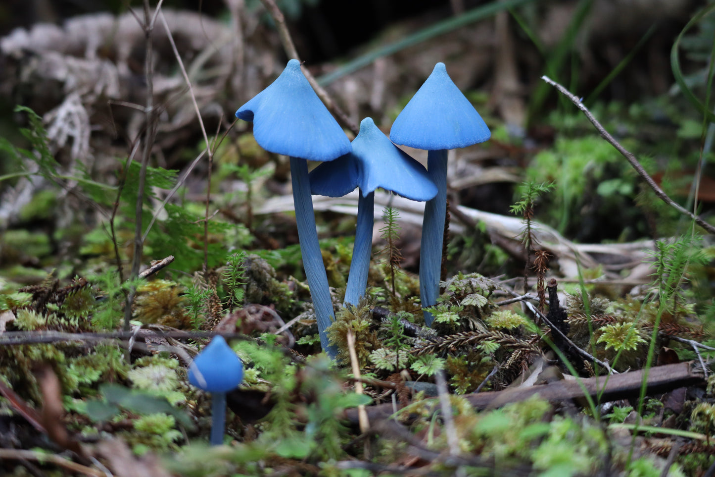 NZ Native Blue Pinkgill | Werewere Kokako Mushroom