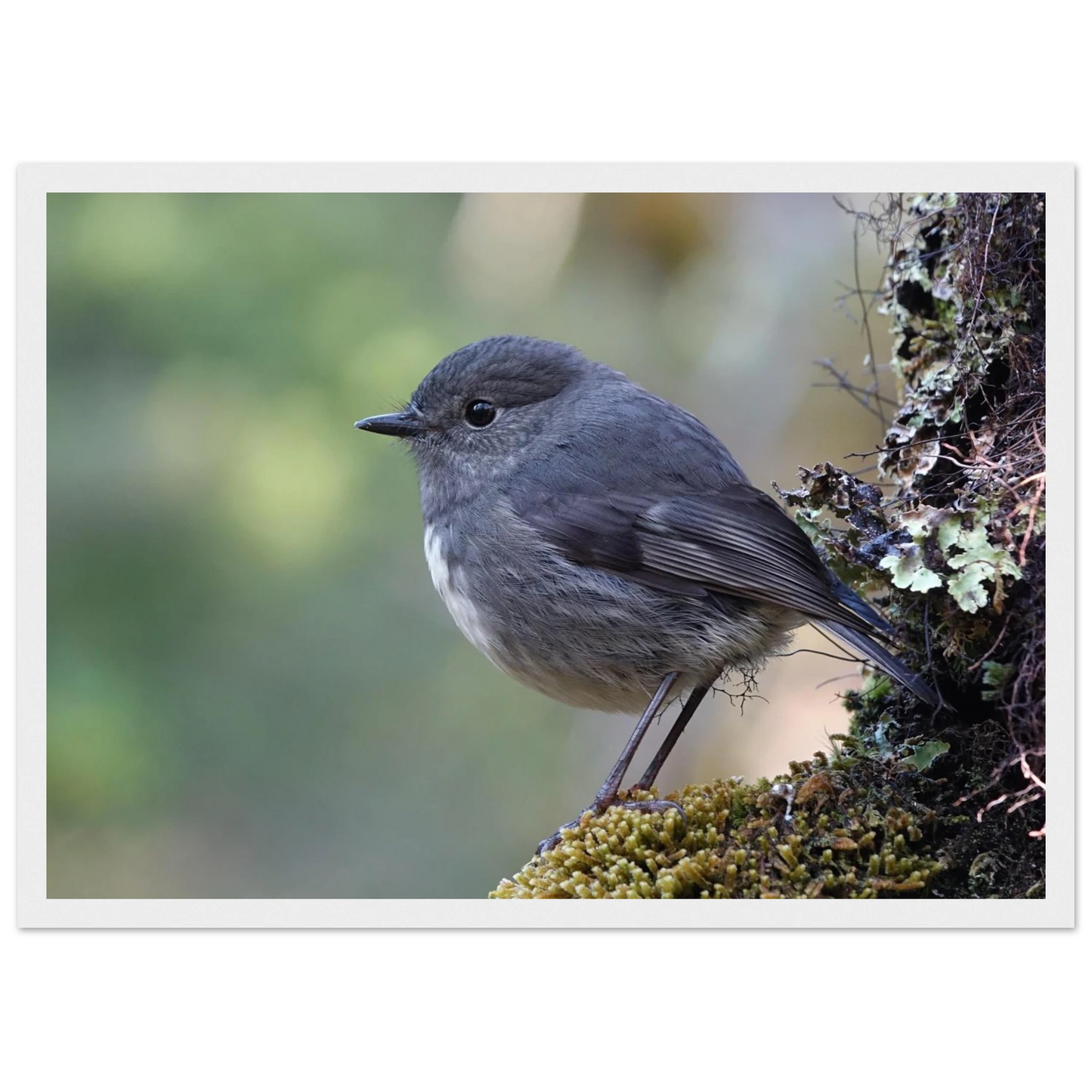 1a19f888-7915-492c-a777-4c51f165ebfc