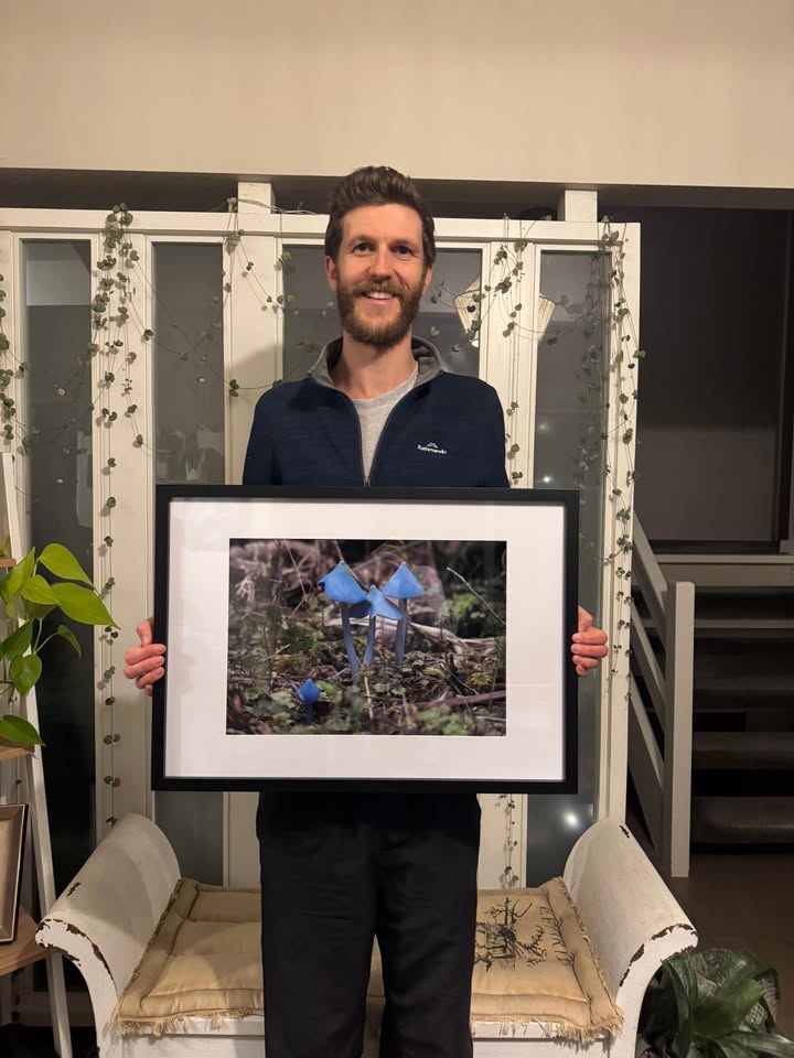 Famous Blue Mushrooms Framed A3