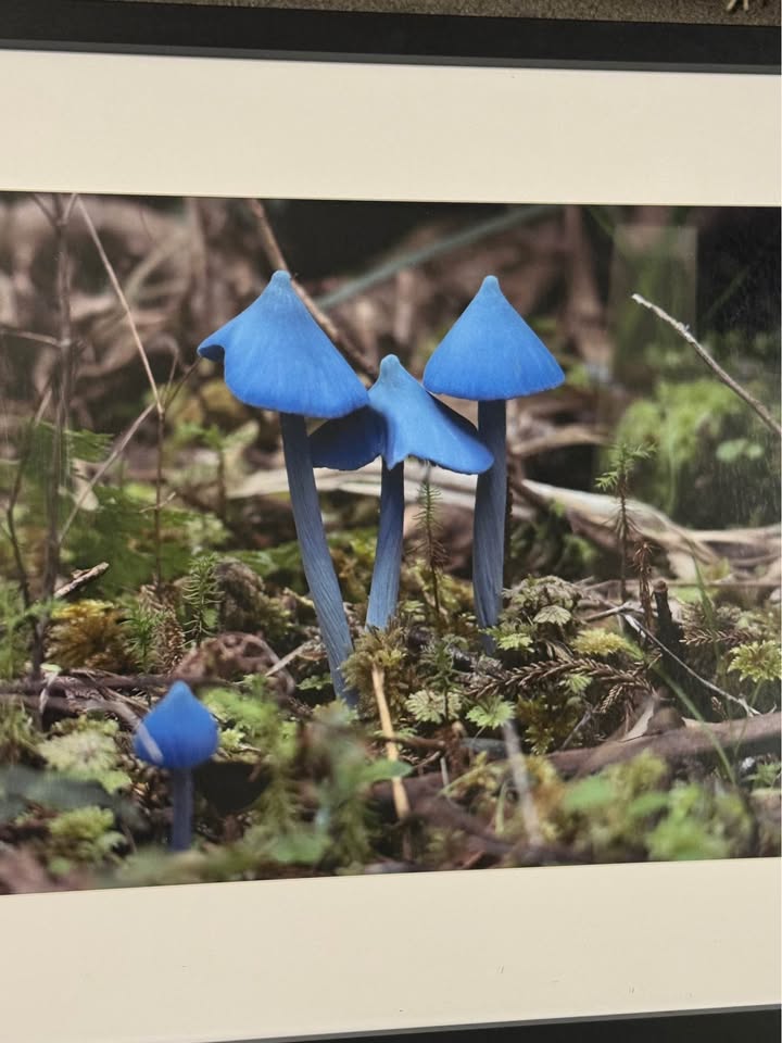 Famous Blue Mushrooms Framed A3