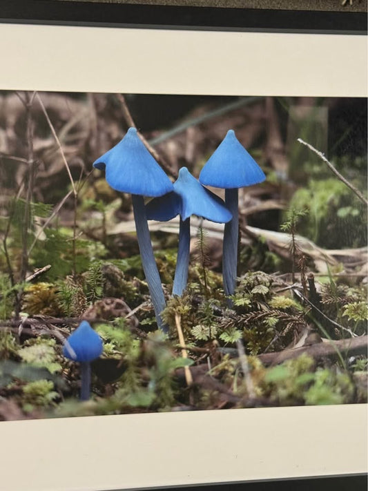 Famous Blue Mushrooms Framed A3