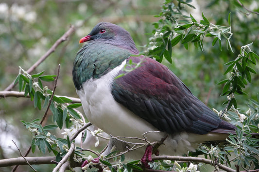 New Zealand Wood Pigeon | Kereru