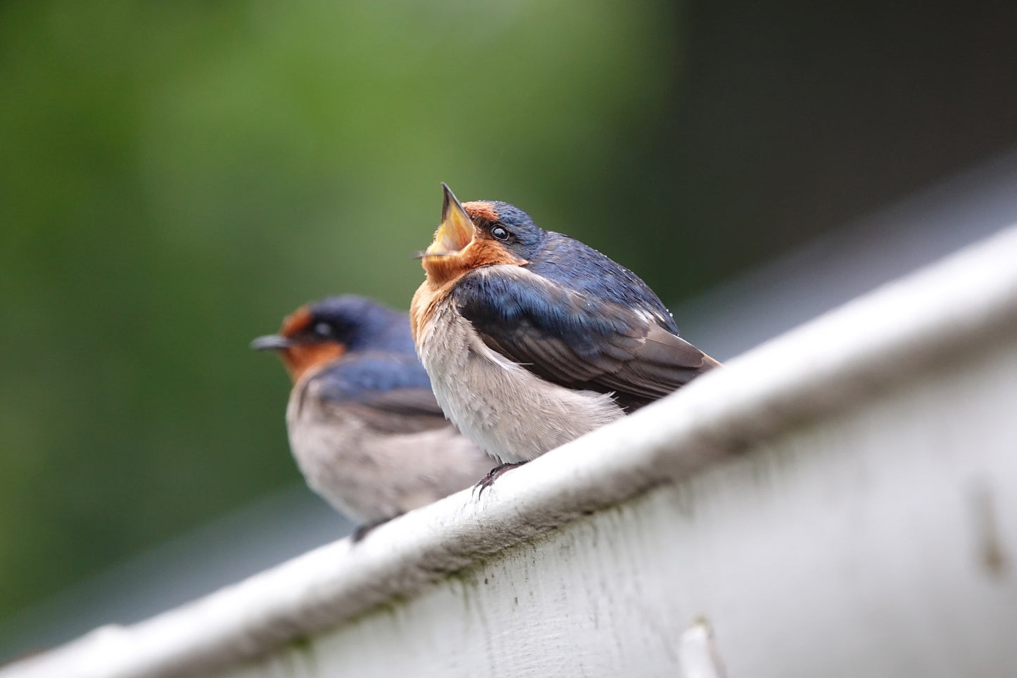 2026 Birds of New Zealand Calendar