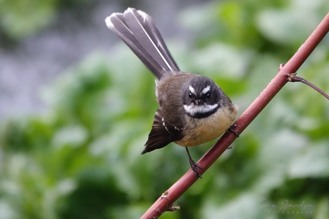 2026 Birds of New Zealand Calendar