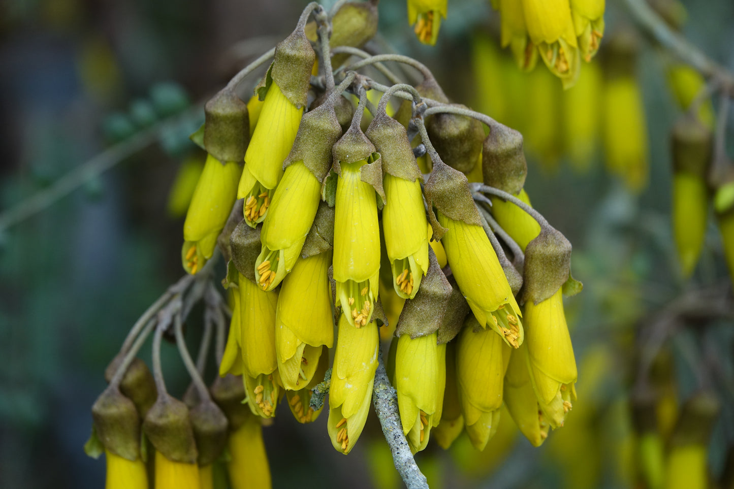 NZ Native Kowhai Flower