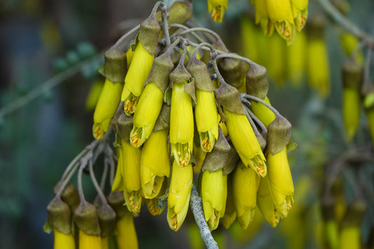 NZ Native Kowhai Flower
