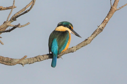 Kotare Sacred Kingfisher Perched