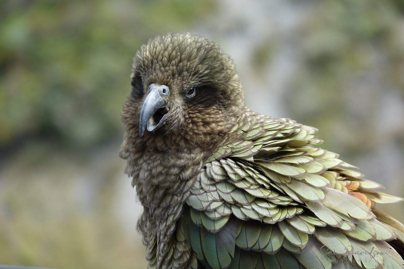 2026 Birds of New Zealand Calendar