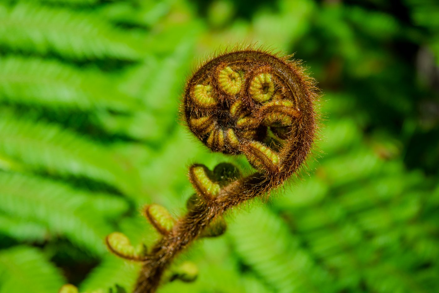 NZ Koru | Unfurling Silver Fern